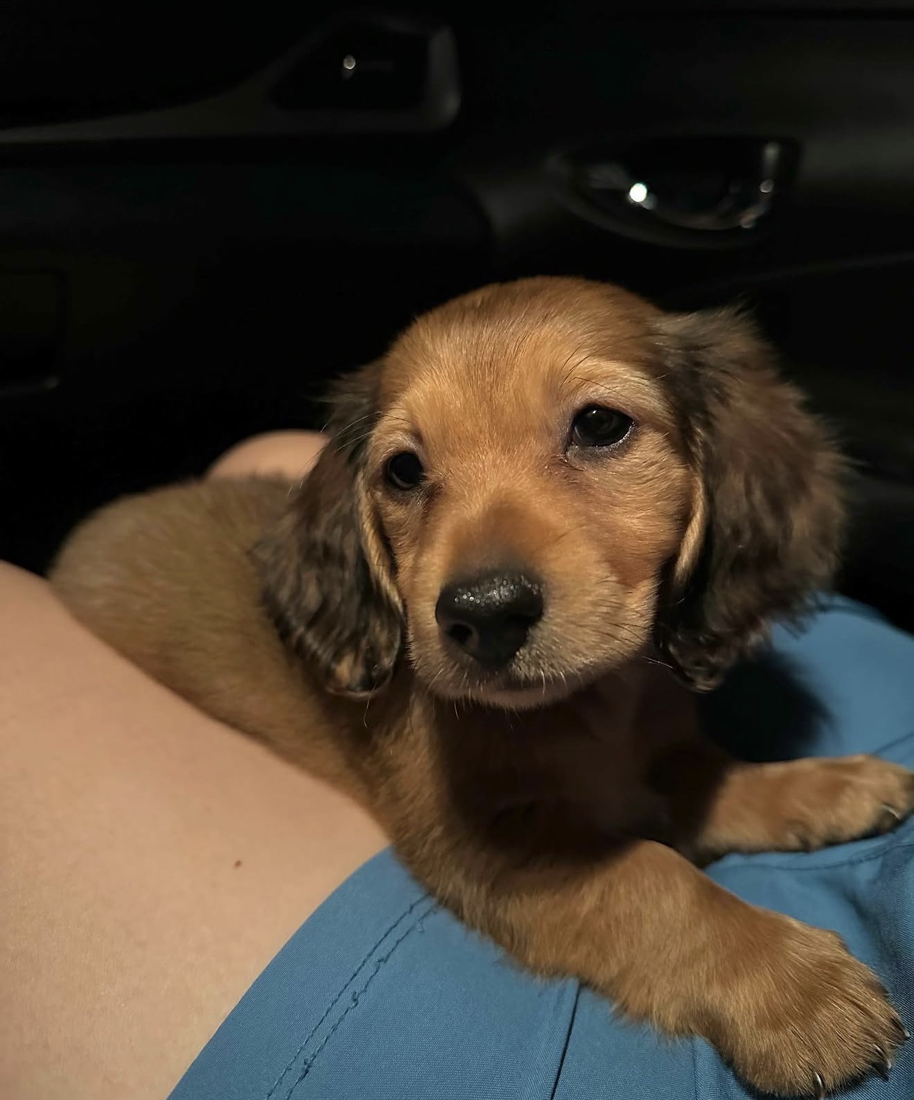 Dachshund puppy riding in the car