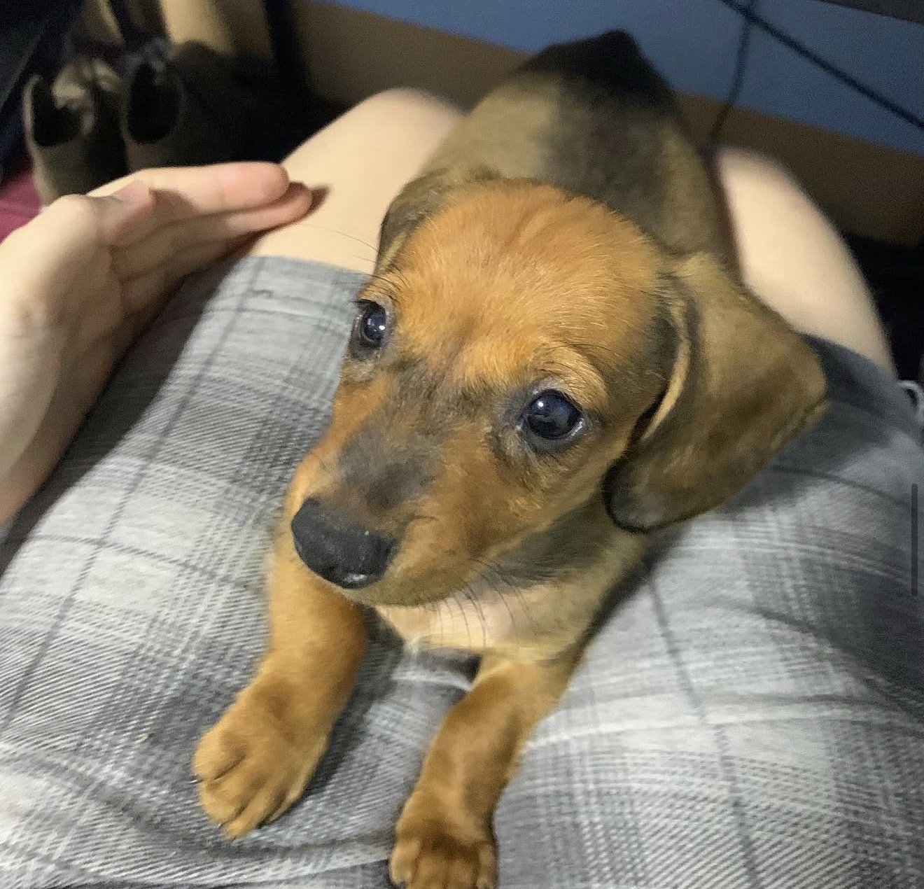 Cute Dachshund puppy