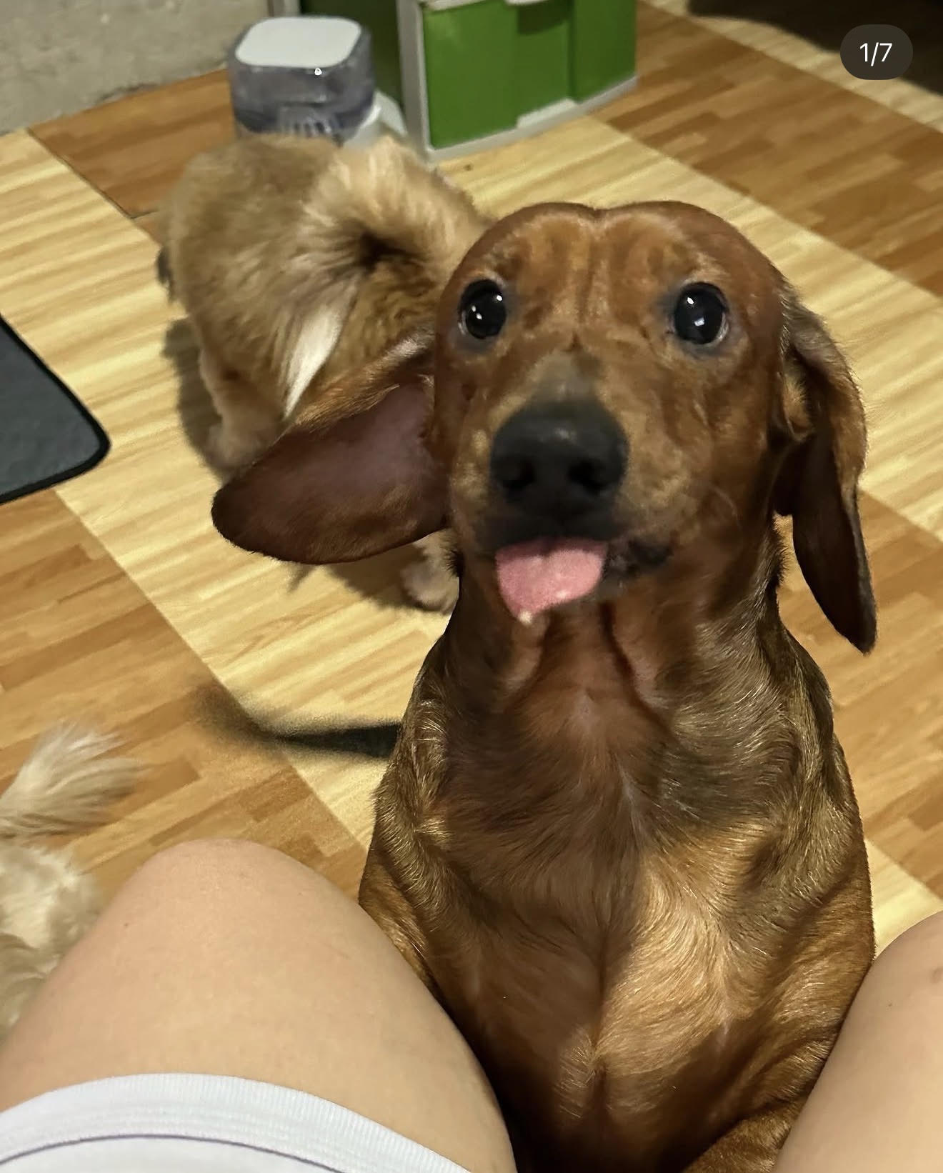 Happy Dachshund with tongue out