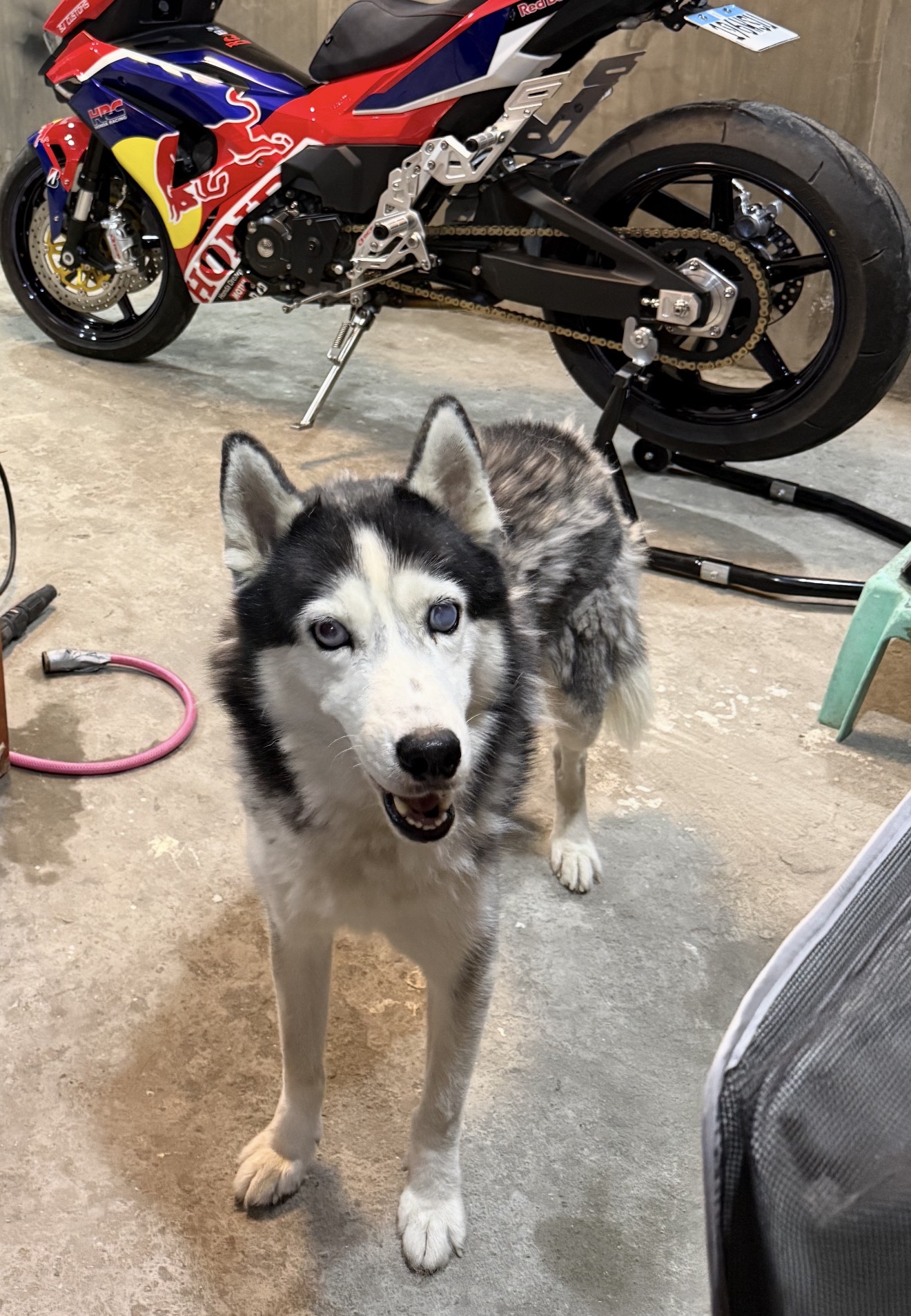 Husky ready for a walk