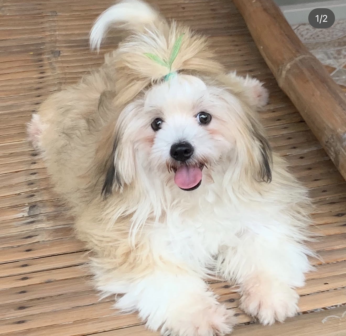 Luna the Shih Tzu mix smiling
