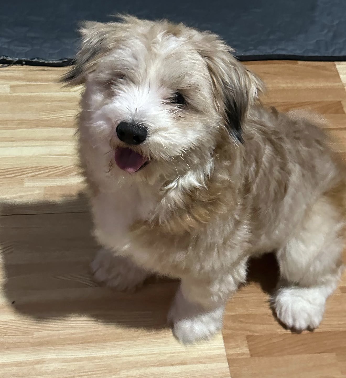 Luna the Shih Tzu mix on the floor
