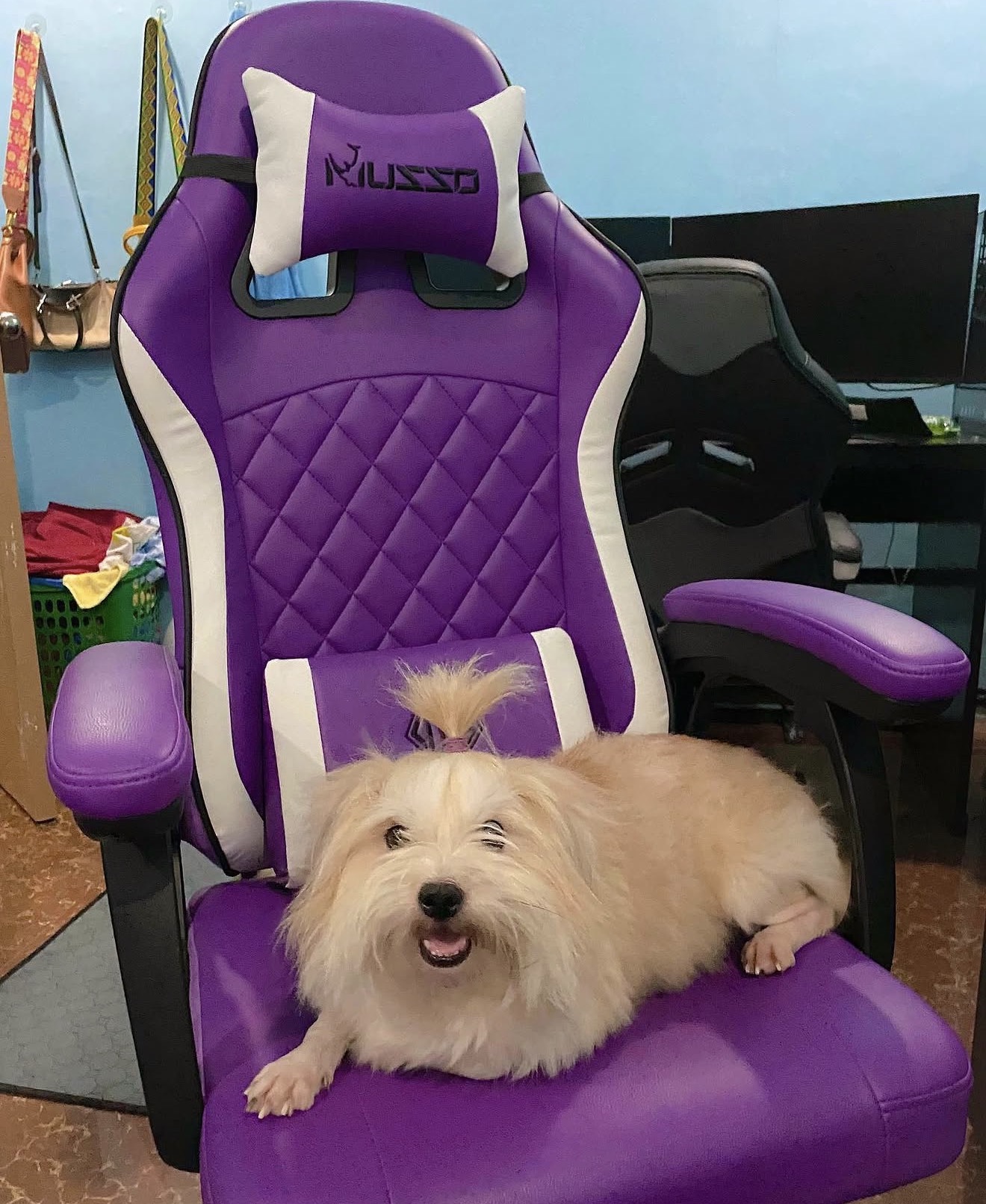 Luna relaxing at home