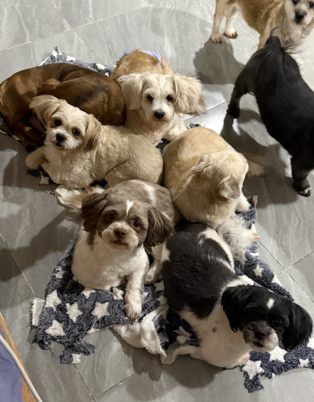 A pack of fluffy dogs on a blanket