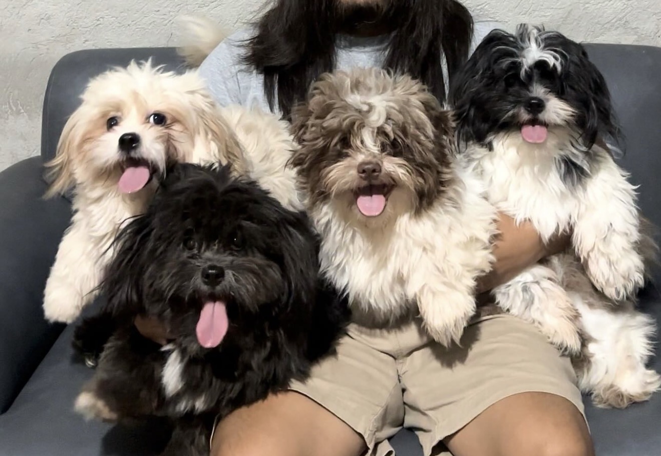 Four fluffy Shih Tzu mix dogs together